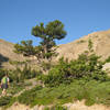 Sub-alpine in the Bridger Mountains on the Sacagawea Peak Trail