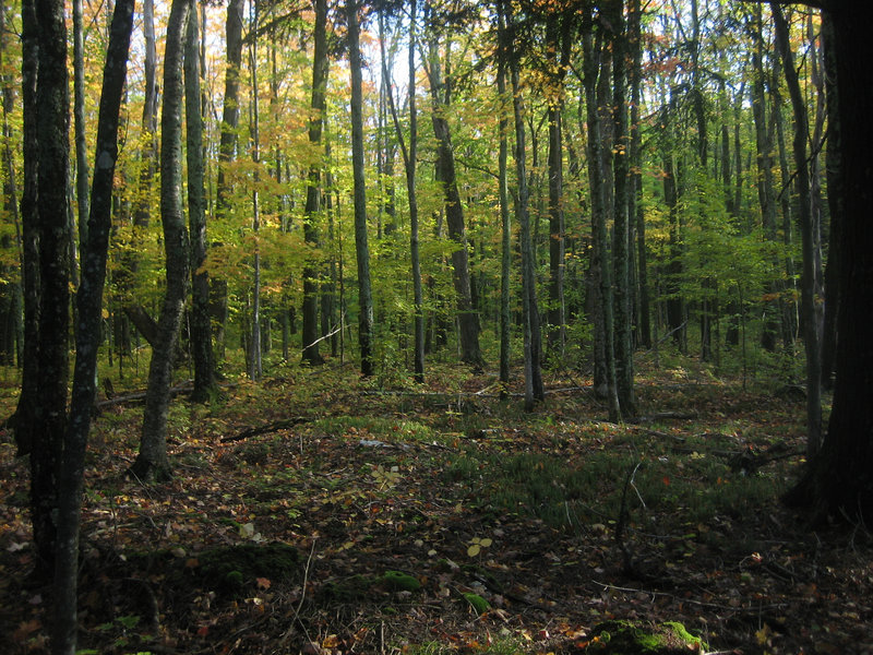 The thick deciduous forest of the North country.  On the Cross Trail