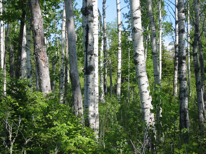 Birch trees on the Daisy Farm Trail