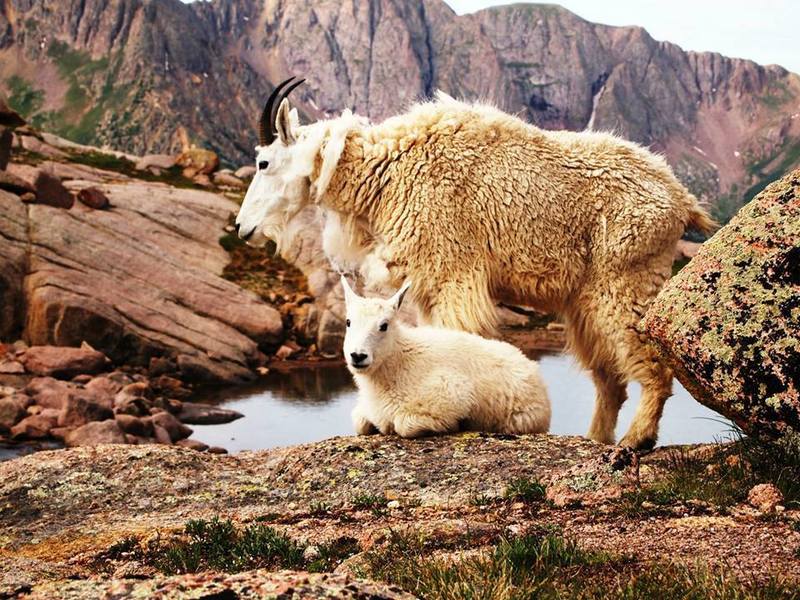 Here are some goats. They're everywhere, but mostly stay on the Eolus side of the Basin.