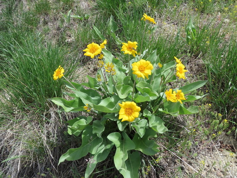 Flowers along the 2-track portion of the Sarlacc Trail