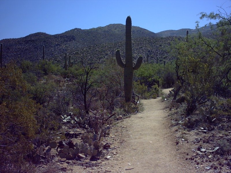 Typical trail in this area of Saguaro National Park