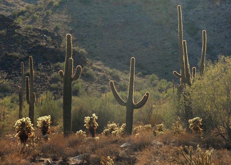 Sonoran cactus-scape from the Waterfall Trail  (