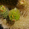 Cholla flowers