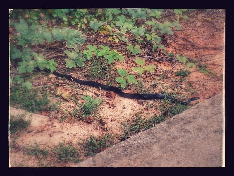 Black Racer hanging out on the side of the trail.  These are a fairly common sight. Not venomous, but aggressive, so pay attention and don't get too close!