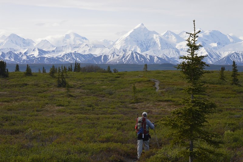 Hiking the McKinley Bar Trail towards the McKinley River with the Alaska Mountain Range as a backdrop.  Denali (Mt McKinley) is just out of the picture, to the right.  This is a short and easy hike, but one of the few trails in Denali National Park.