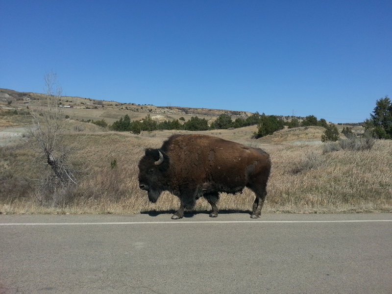 Bison sauntering down the road.