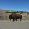 Bison sauntering down the road.