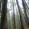 Coastal forest along the North Sand Point Trail