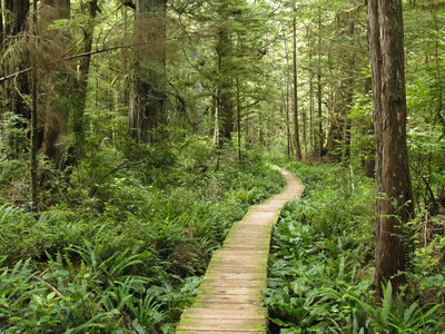 Olympic National Park Cape Alava Trail (by Miguel Vieira)