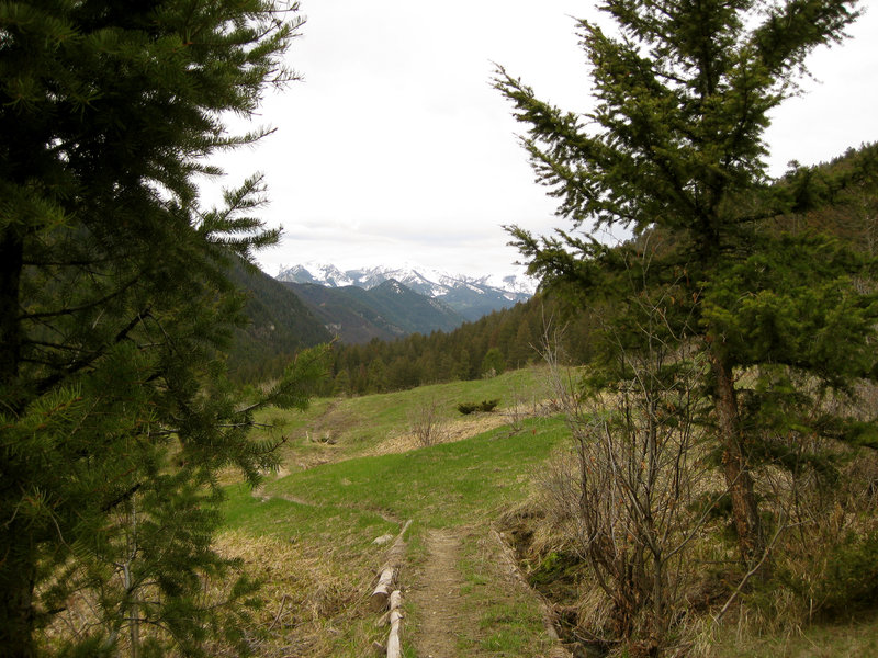 Looking West out of East Fork Mill Creek.