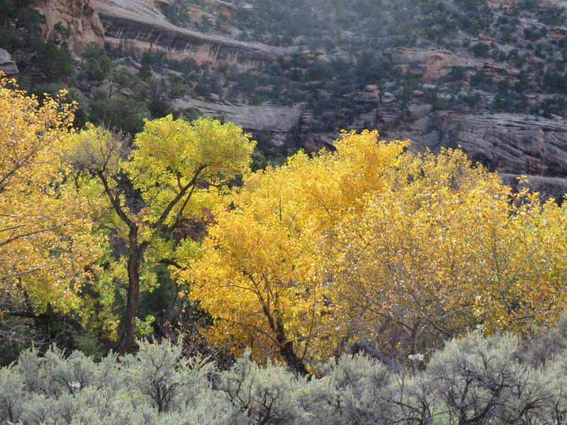 Yellow fall colored leaves dancing in the sunshine