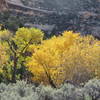 Yellow fall colored leaves dancing in the sunshine