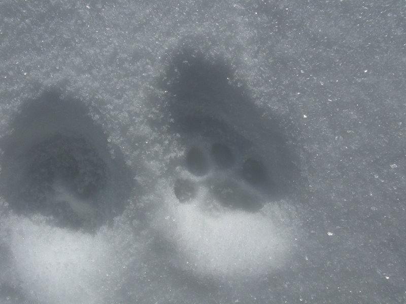 Finding wild cat footprints in the snow makes an exciting winter find.