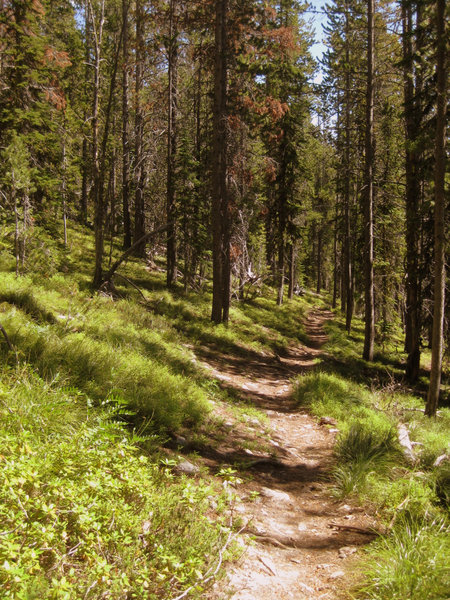 Glorious, wooded Sweeney Creek Trail