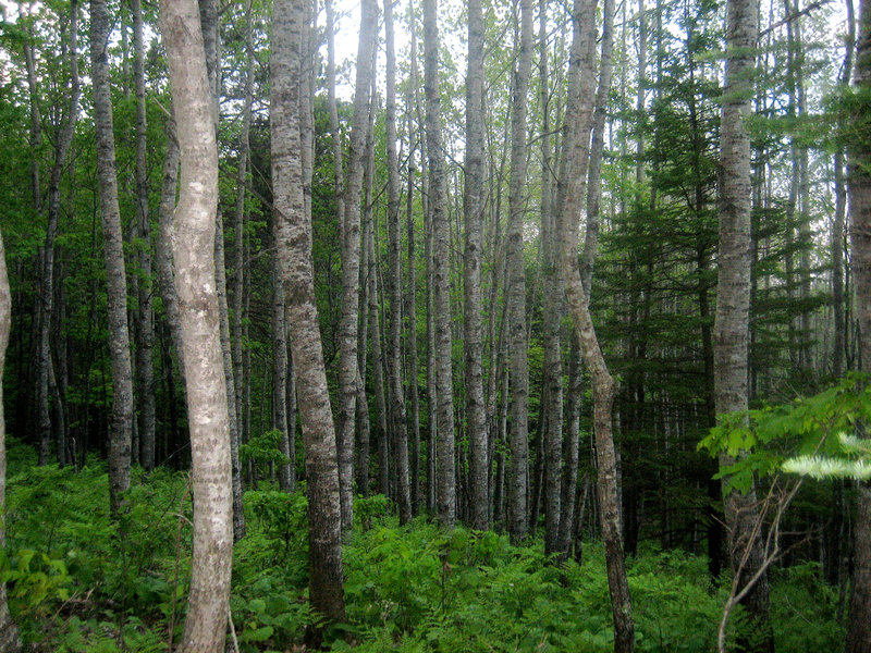 Deciduous trees in the Northwoods.