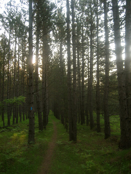 Tree rows.