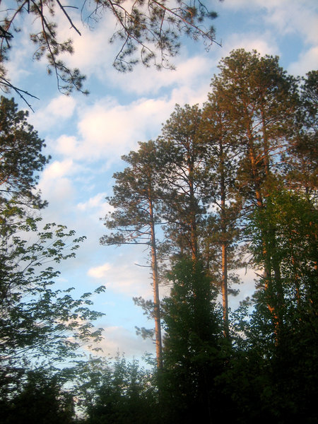 Conifers on the North Country Trail