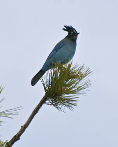 Stellar's Jay