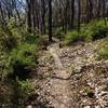 A section of the nature trails, which boast unmarked miles of trail.