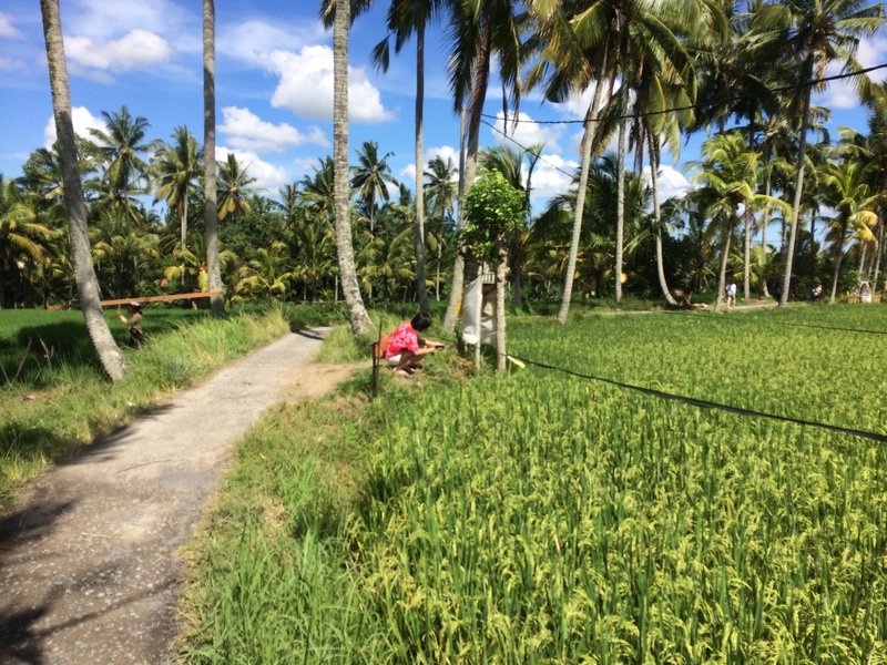 Ubud Ricefield Walk