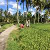 Ubud Ricefield Walk