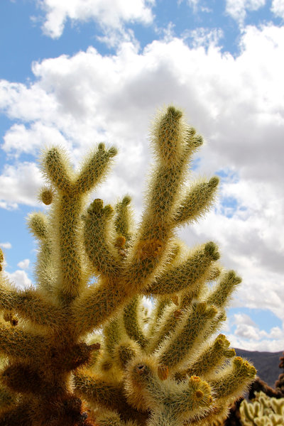 Keep away from jumping chollas!