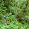 Switchbacks down to Oneonta Creek.