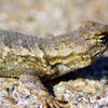 Some of the local fauna at Montana de Oro State Park