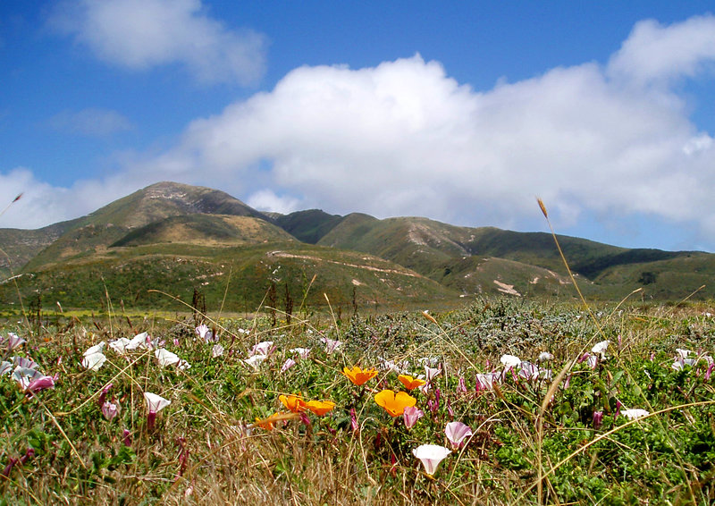 Poppies and morning glories on the Bluff Trail