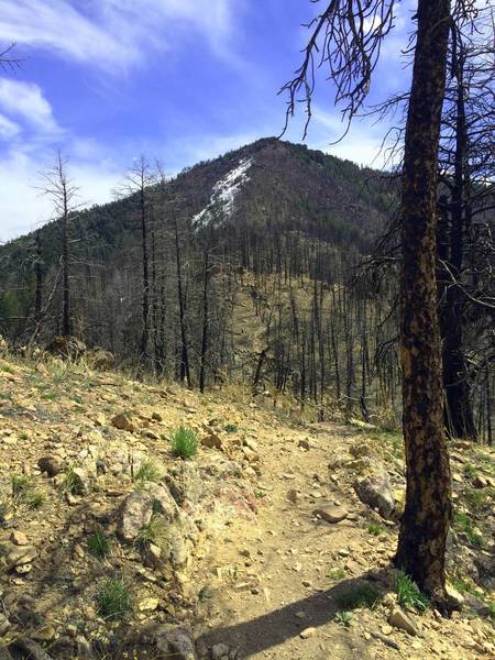 From West Ridge trail, Bear Peak (8,461') kinda taunts you as you stare at it looming ahead. the final 600'+ push is worth the effort, though.