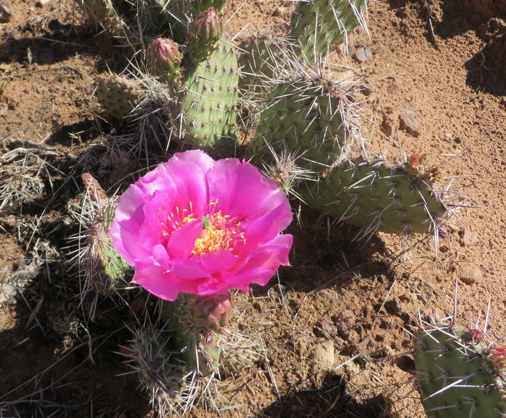 Spring is here when the prickly pear bloom!