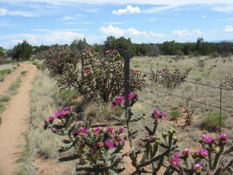 New Mex growth