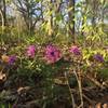 Spring blooms along the Orange Trail