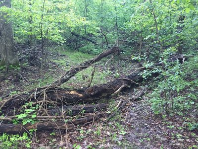 Fallen trees on Green Mountain Log Trail