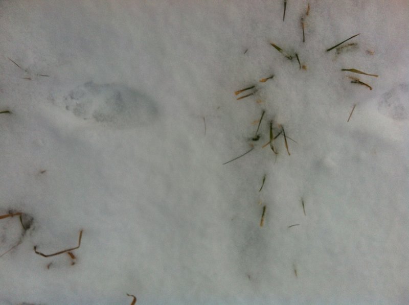 Animal tracks in the Hopkins Forest.