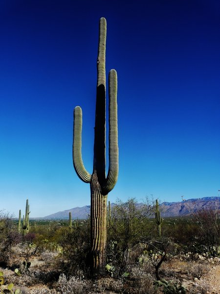 Big cactus in Saguaro Wilderness