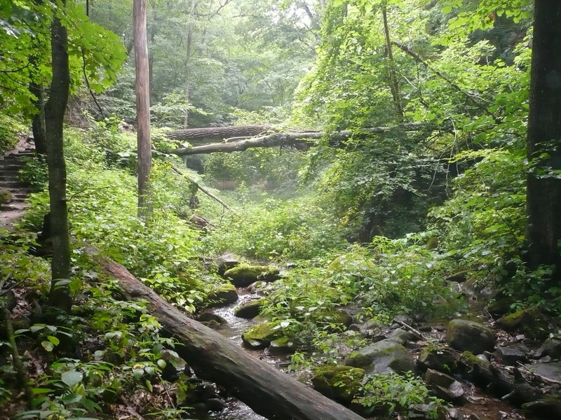 Dense forest/stream