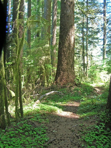 Feelin' mossy on the Horse Creek Trail