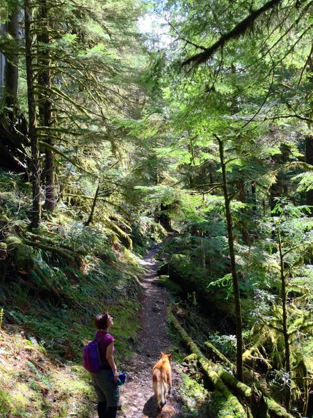 Boulder River foliage