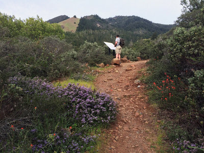 Wildflowers on trail at overlook.