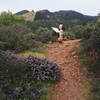 Wildflowers on trail at overlook.