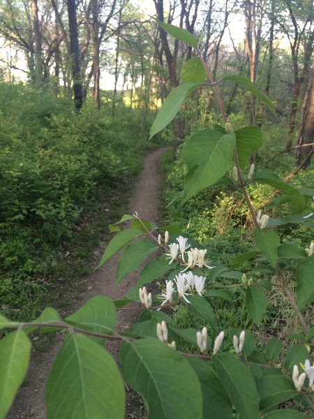 Tiny flowers along the trail!