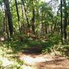 Spring growth in Tyler State Park