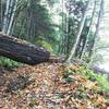 North Lake Whatcom Trail passes under and over large downed tree