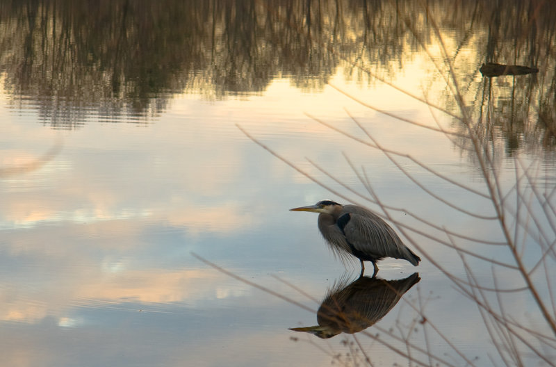 Great Blue Heron and Clouds