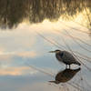 Great Blue Heron and Clouds