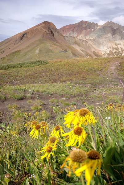 Flowers and 14ers on the Navajo Lake Trail