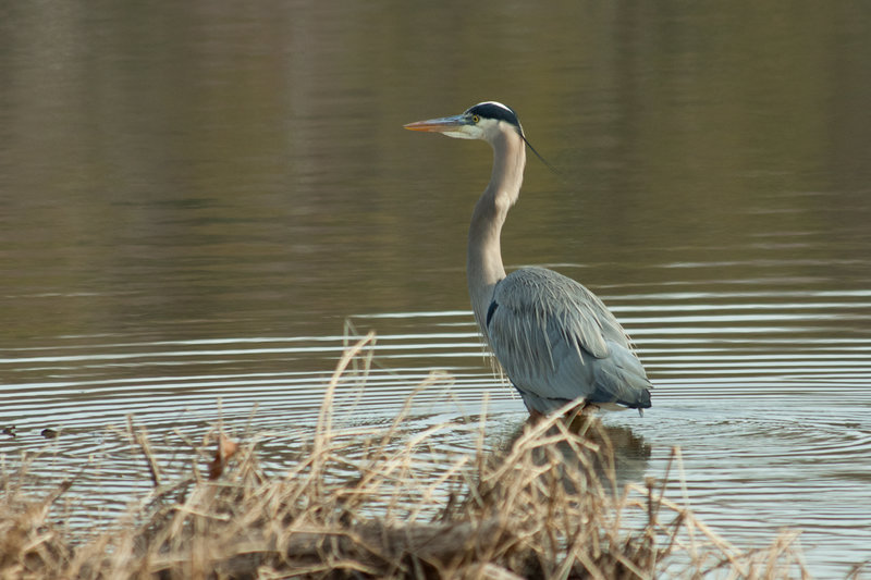 Great Blue Heron