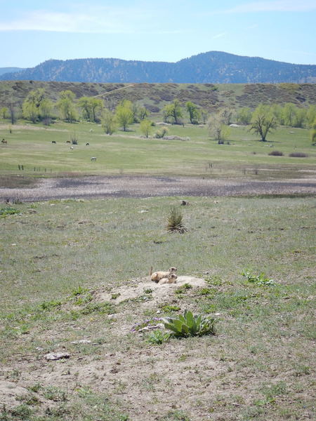 Prairie dogs are ubiquitous around here